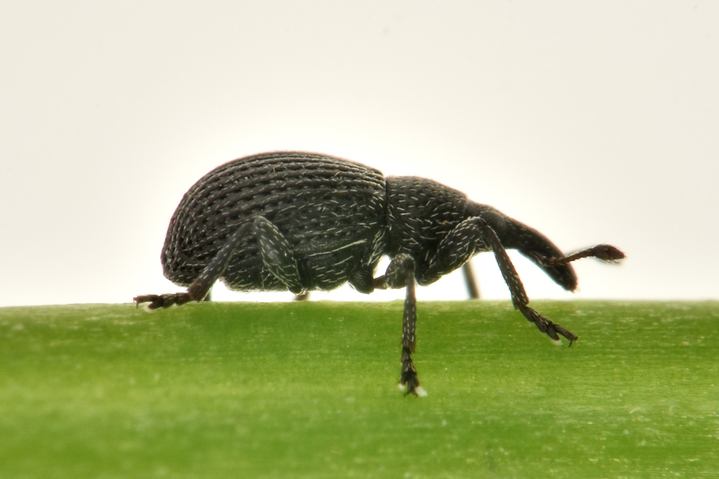 Apionidae:  Perapion sp?